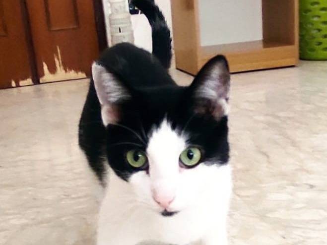 Adotta un gatto, taglia non valida, maschio, Barletta