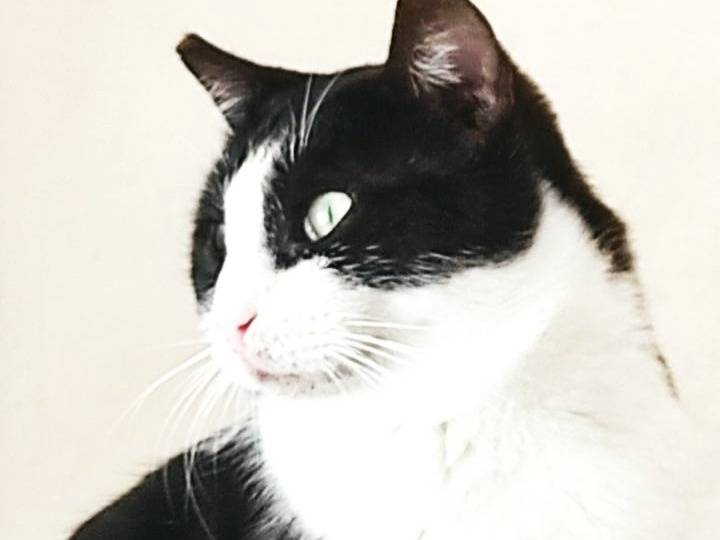 Vuoi adottare un gatto a Barletta?