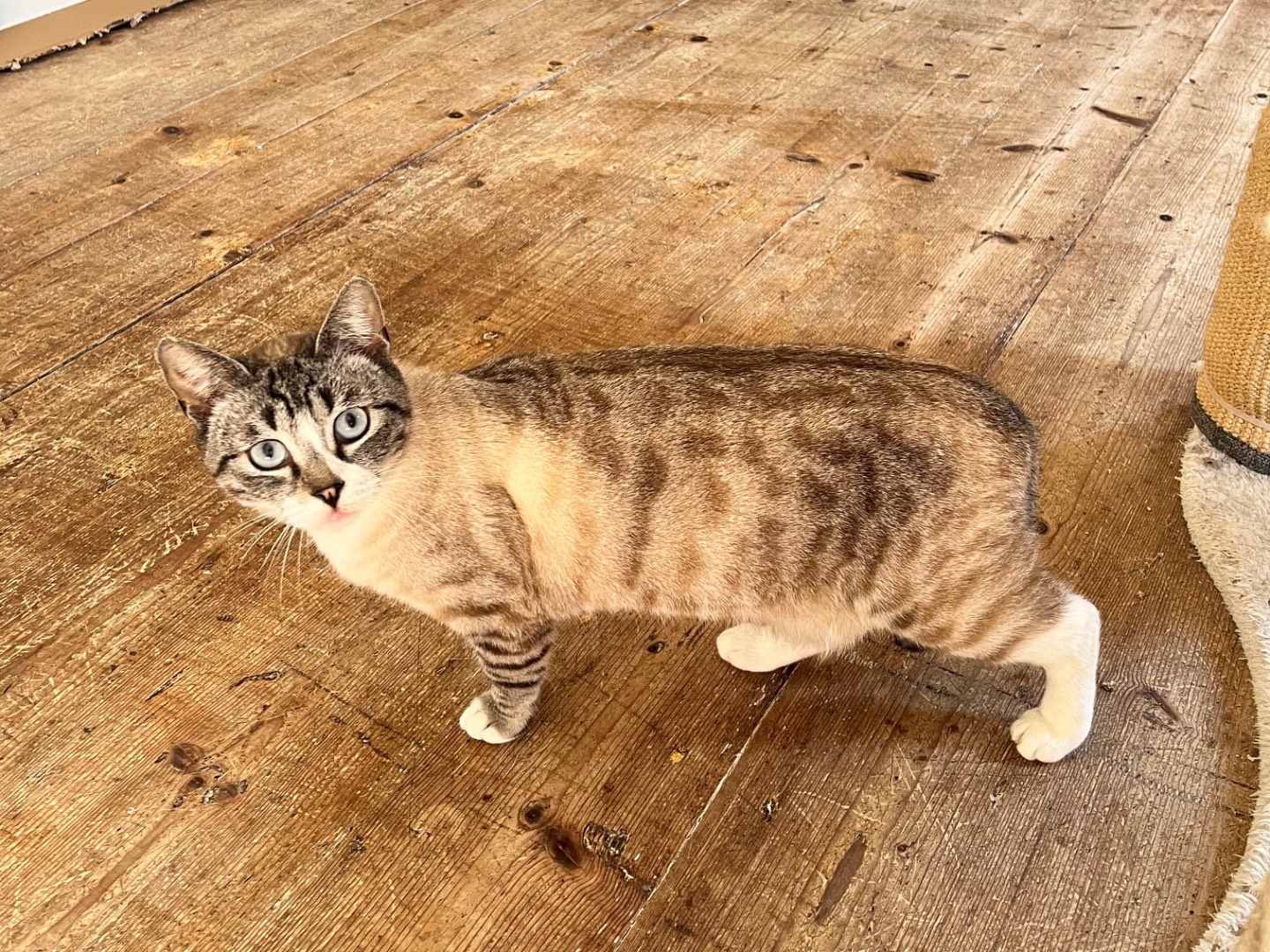 Vuoi adottare un gatto a Padova?