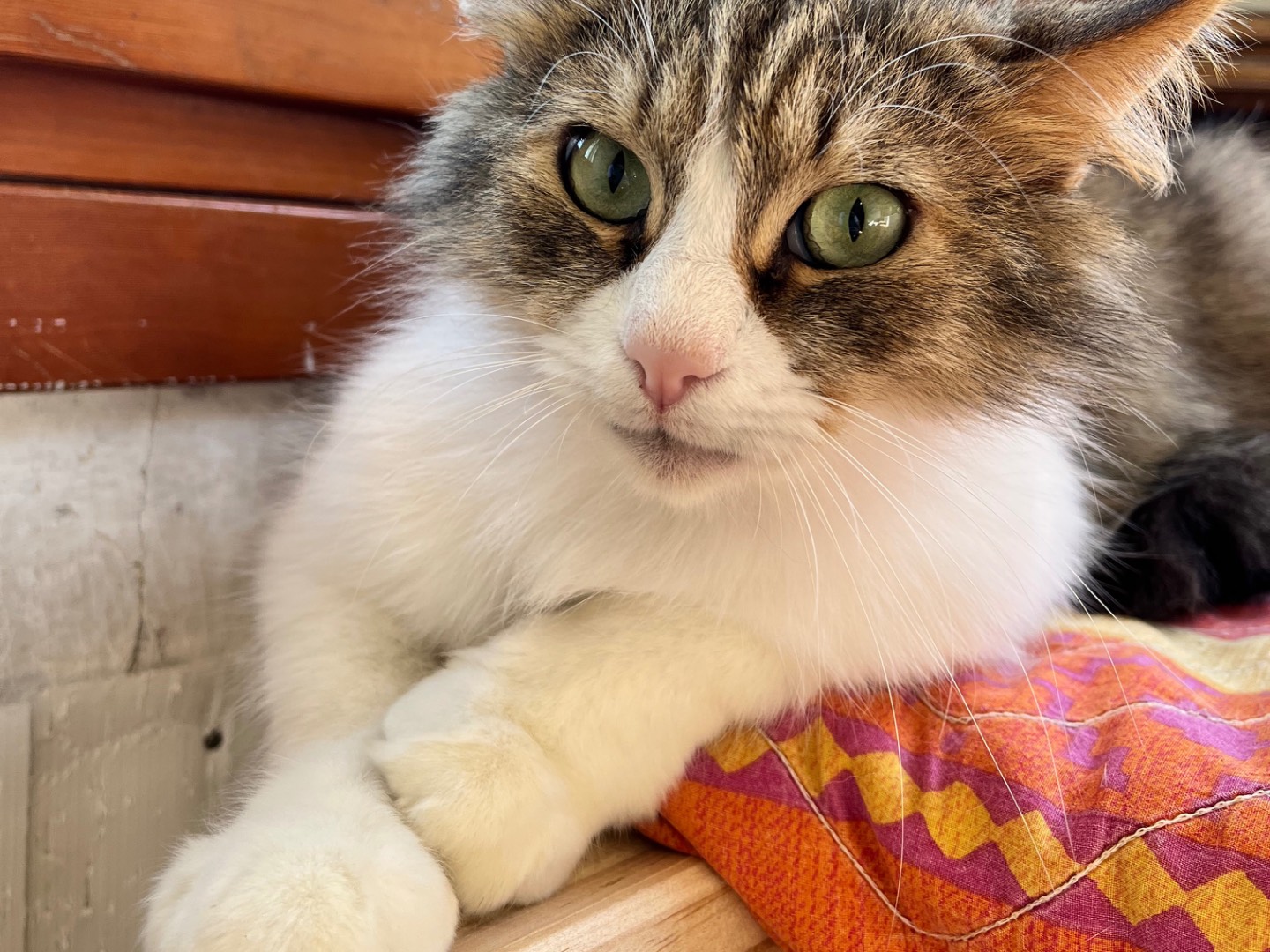 Vuoi adottare un gatto a Padova?