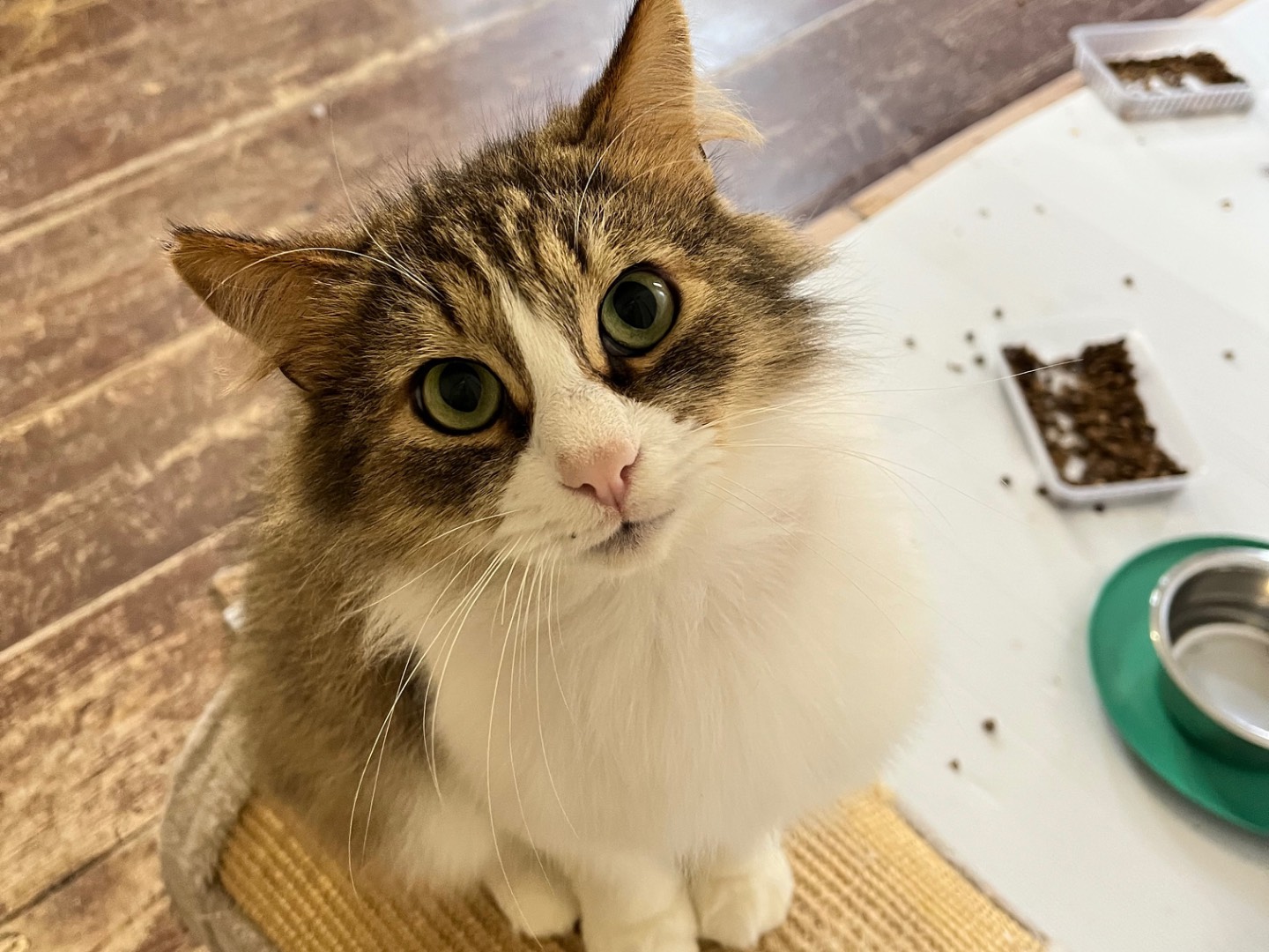 Adotta il gatto Cesare  a Padova