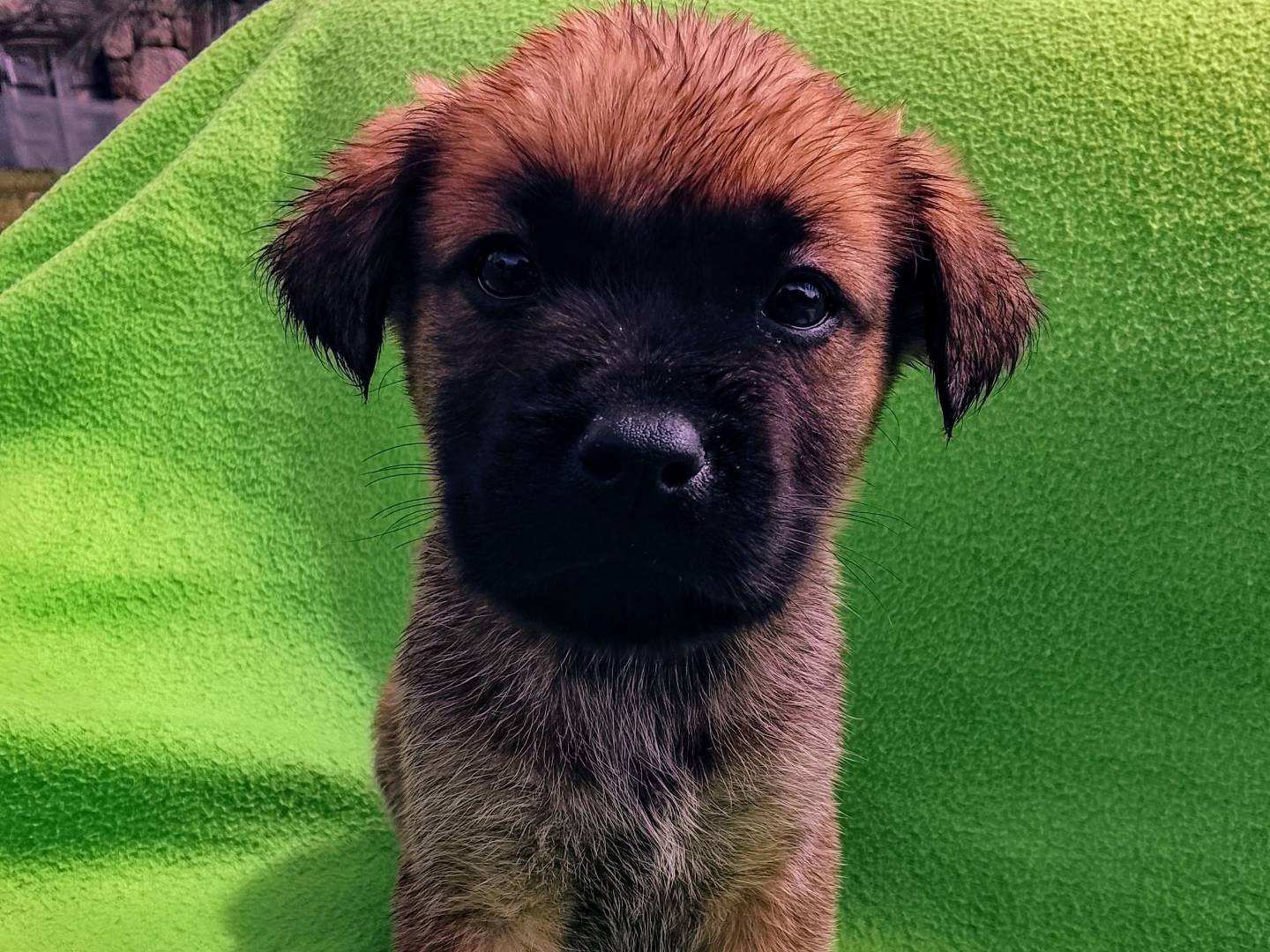 Adozione cane, maschio, Razza sconosciuta Razza sconosciuta, 3 mesi, taglia media, Siracusa