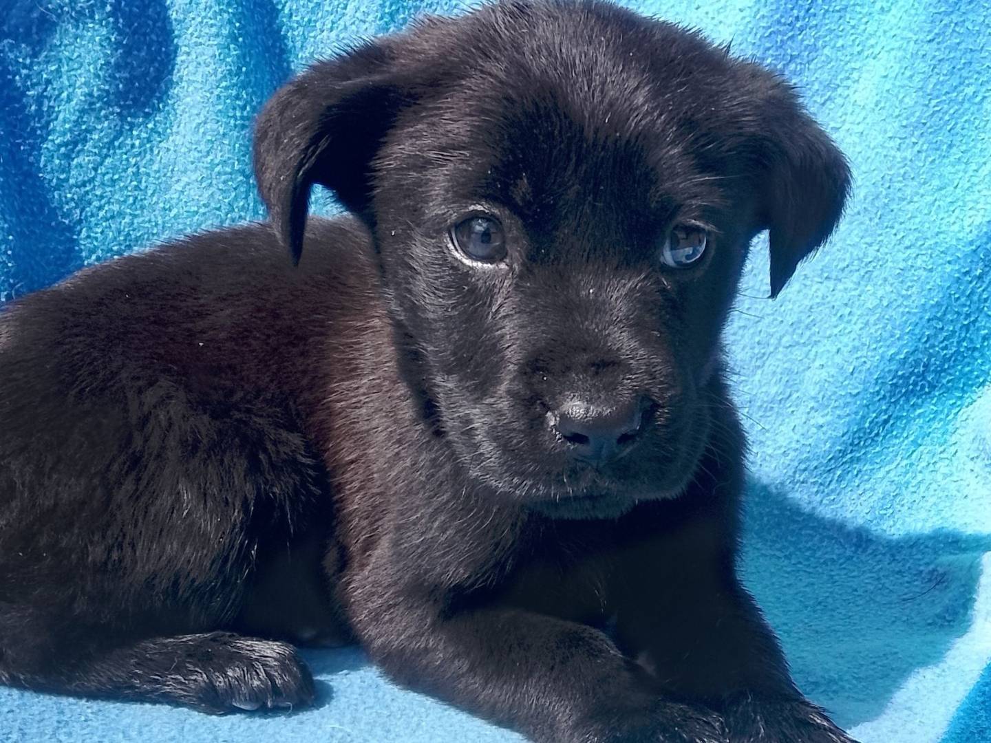 Adozione cane, femmina, Razza sconosciuta Razza sconosciuta, 3 mesi, taglia media, Siracusa