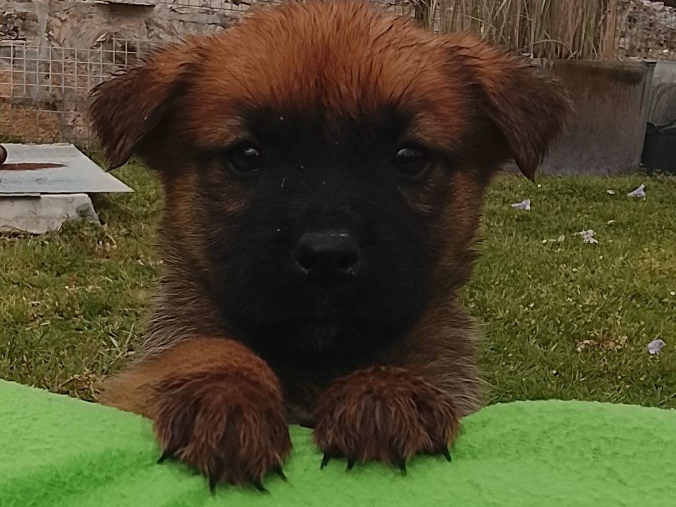 Adozione cane, maschio, Razza sconosciuta Razza sconosciuta, 3 mesi, taglia media, Siracusa