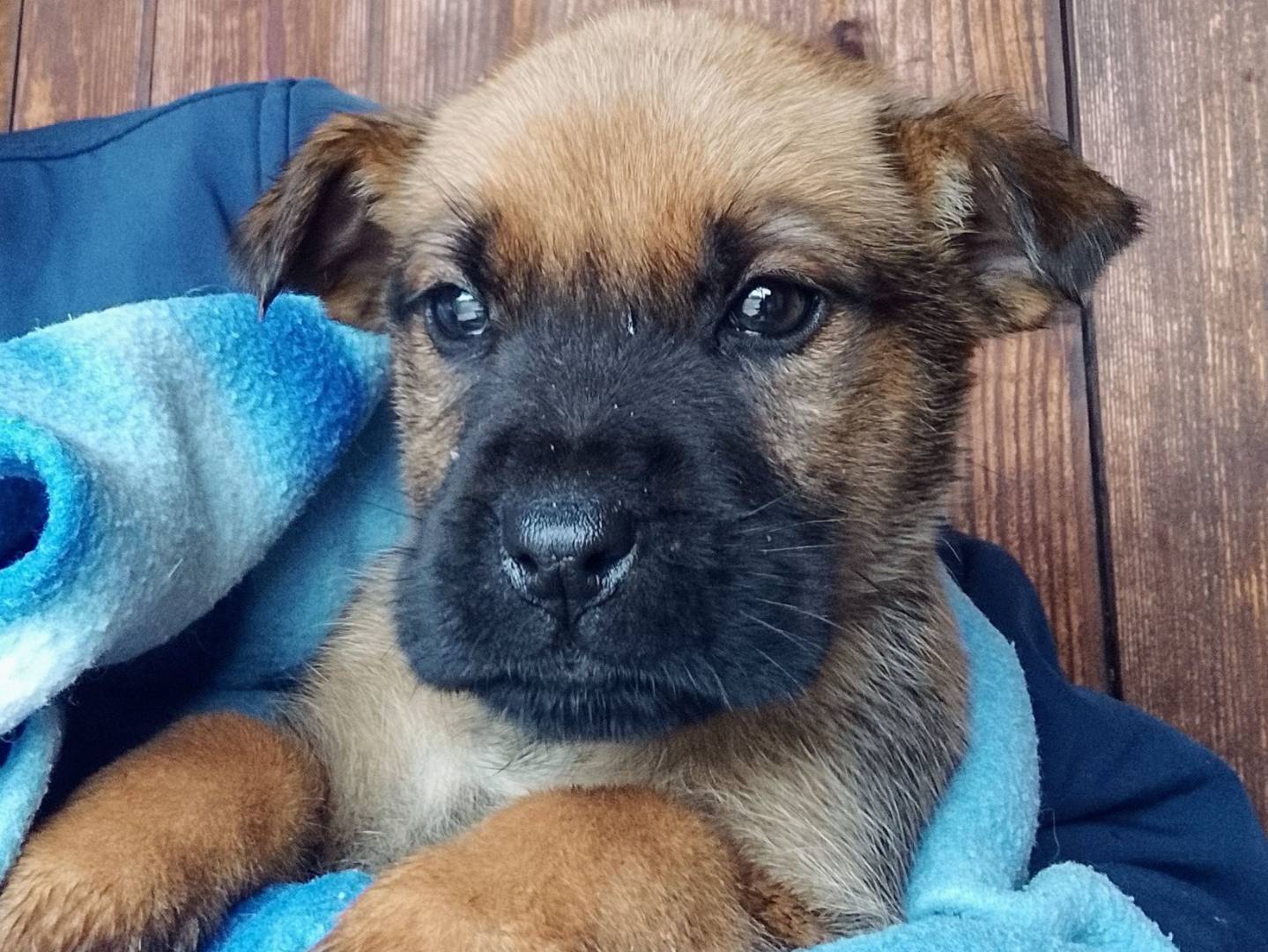 Adozione cane, femmina, Razza sconosciuta Razza sconosciuta, 3 mesi, taglia media, Siracusa