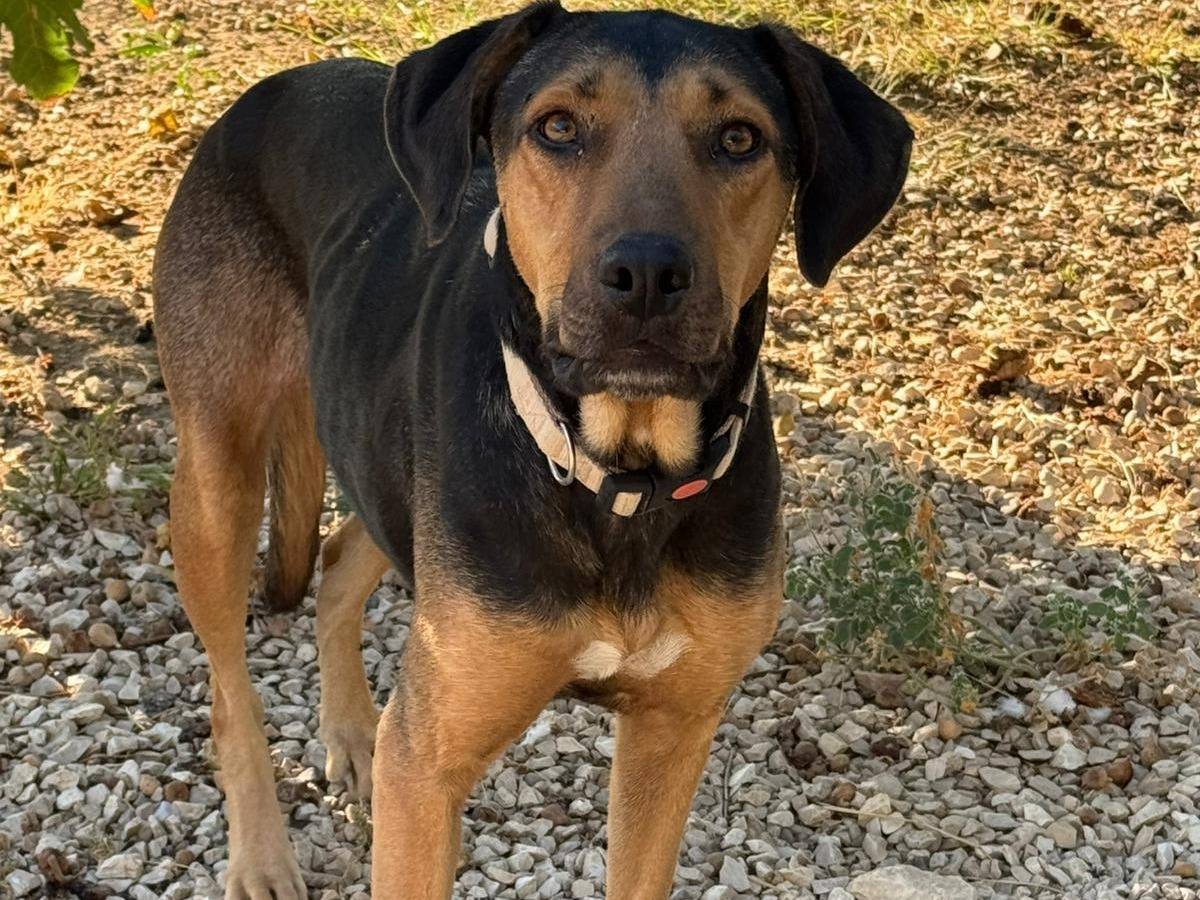 Adotta un cane, femmina, 3 anni, Barletta