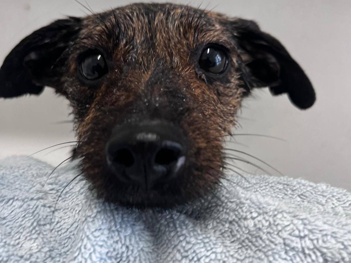 Adozione cane, femmina, Razza sconosciuta Razza sconosciuta, 1 anno e 1 mese, taglia piccola, Bari