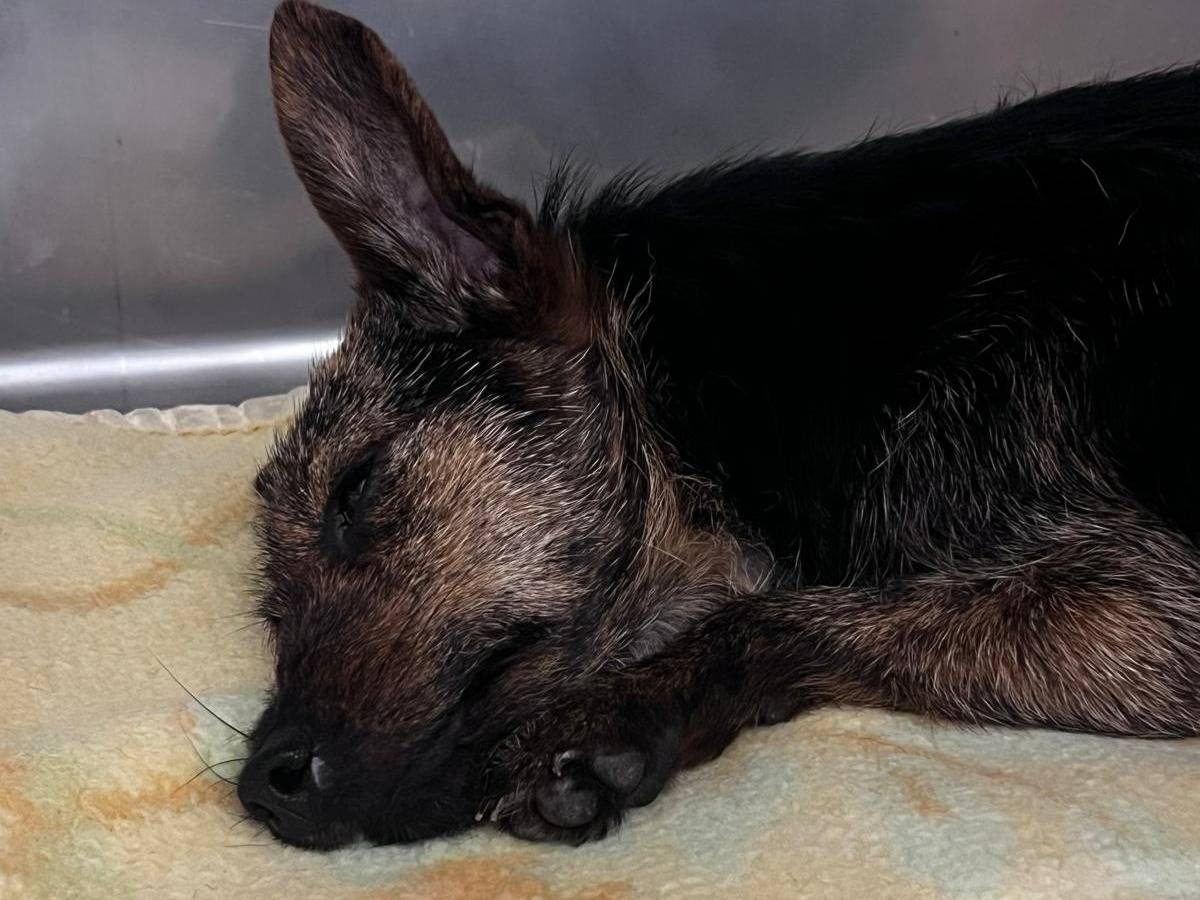 Adotta un cane, femmina, 1 anno e 1 mese, Bari