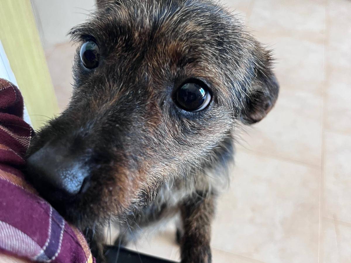 Adotta un cane, taglia piccola, femmina, Bari