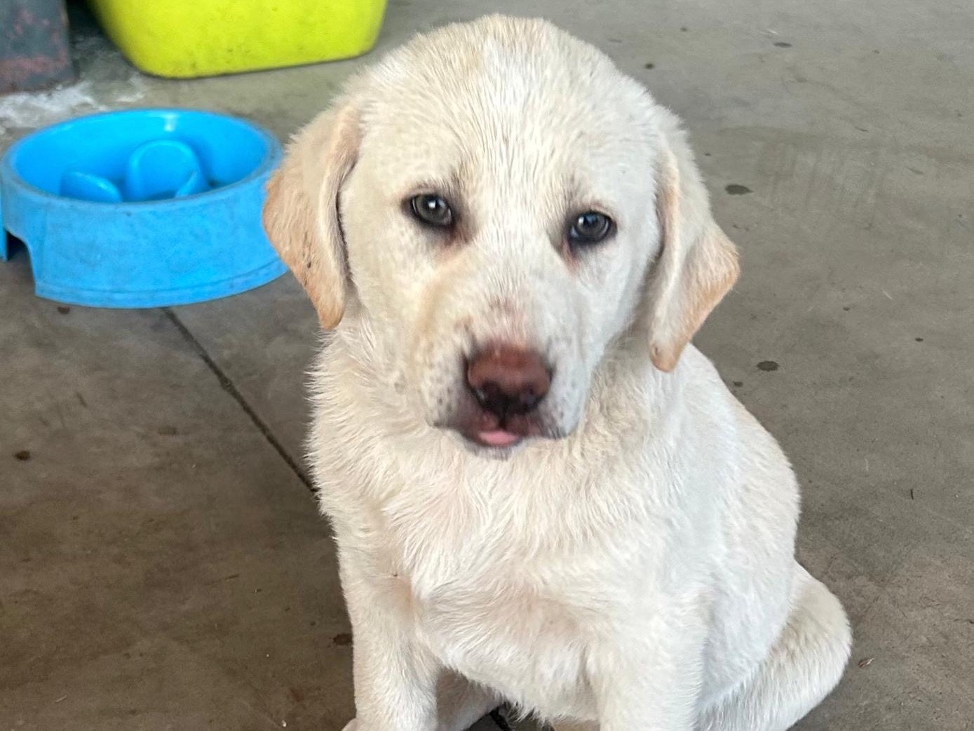 Adozione cane, femmina, Golden Retriever Razza sconosciuta, 4 mesi, taglia media, Siracusa