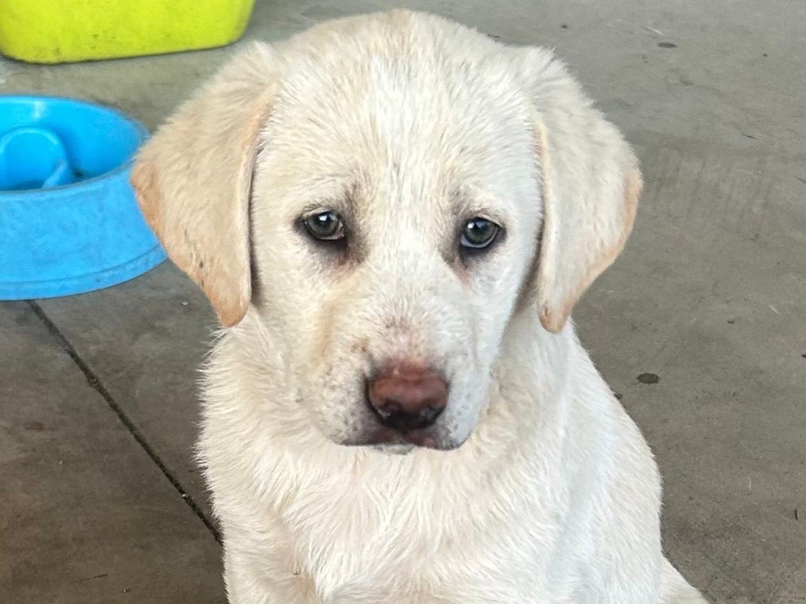 Adotta un cane, femmina, 4 mesi, Siracusa