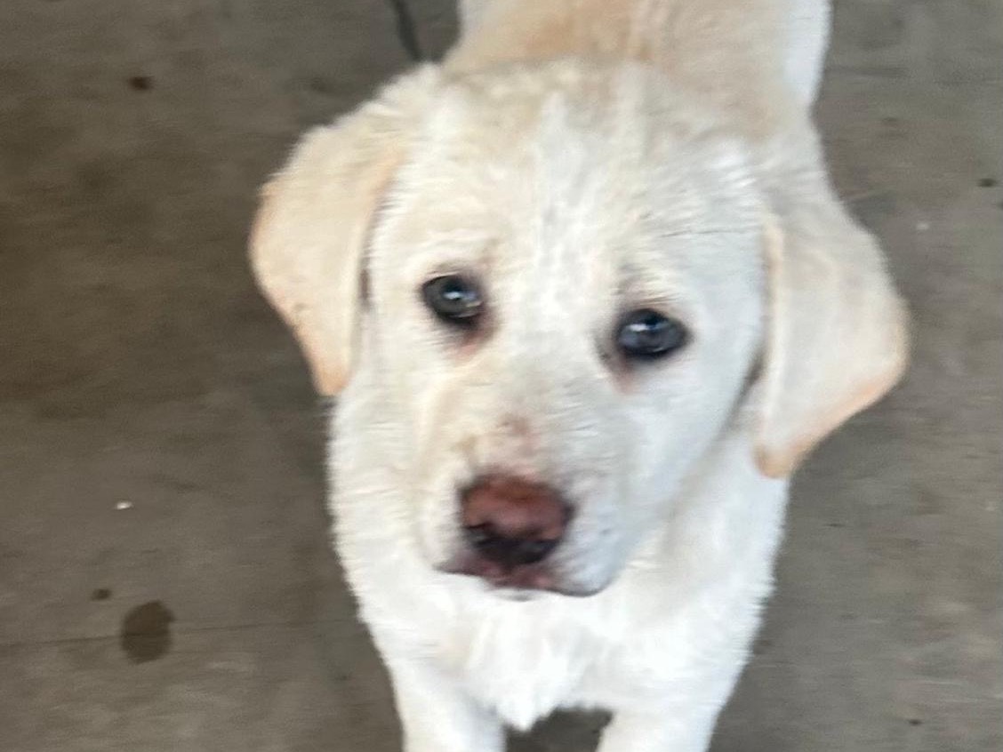 Vuoi adottare un cane a Siracusa?