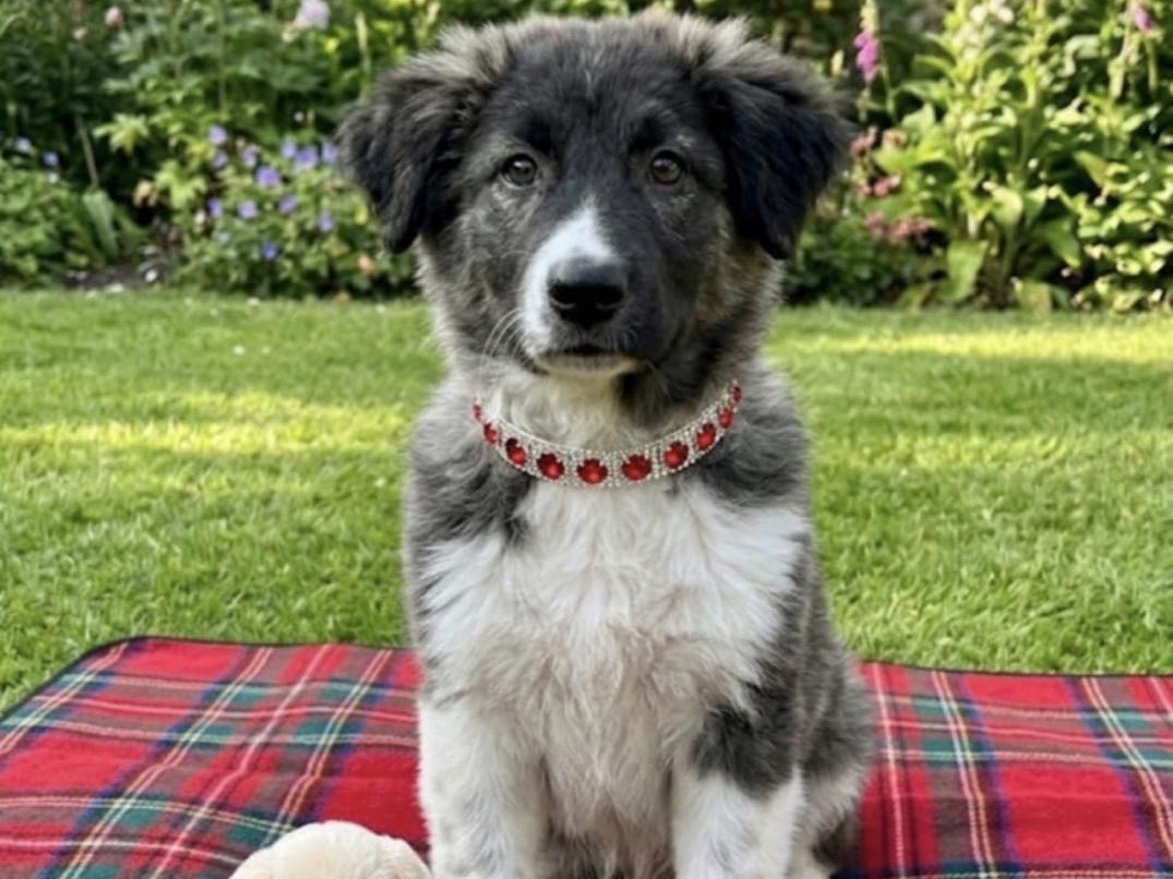 Adozione cane, femmina, Pastore australiano Razza sconosciuta, 3 mesi, taglia grande, Siracusa