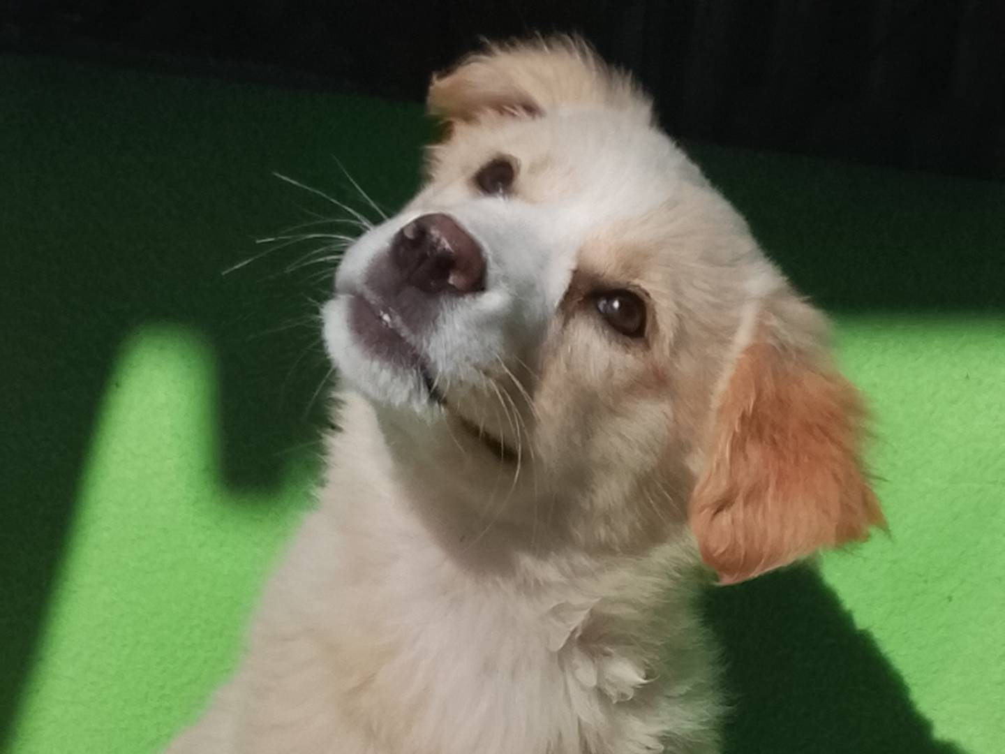 Adozione cane, femmina, Razza sconosciuta Razza sconosciuta, 3 mesi, taglia media, Siracusa