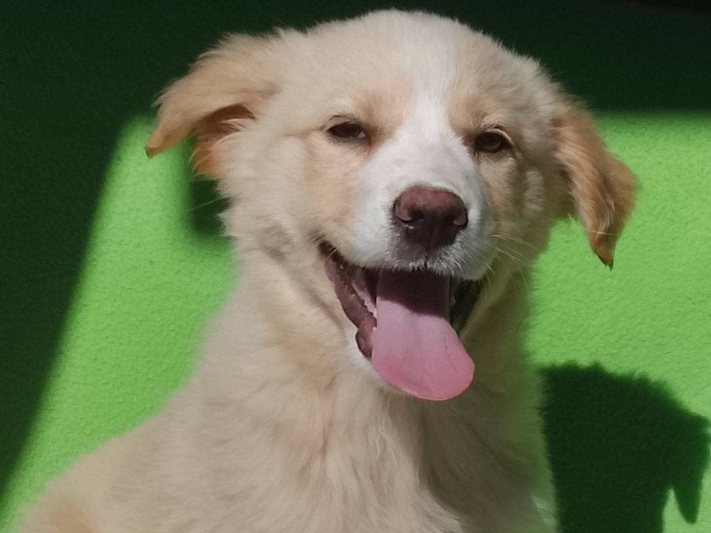Adotta un cane, femmina, 3 mesi, Siracusa