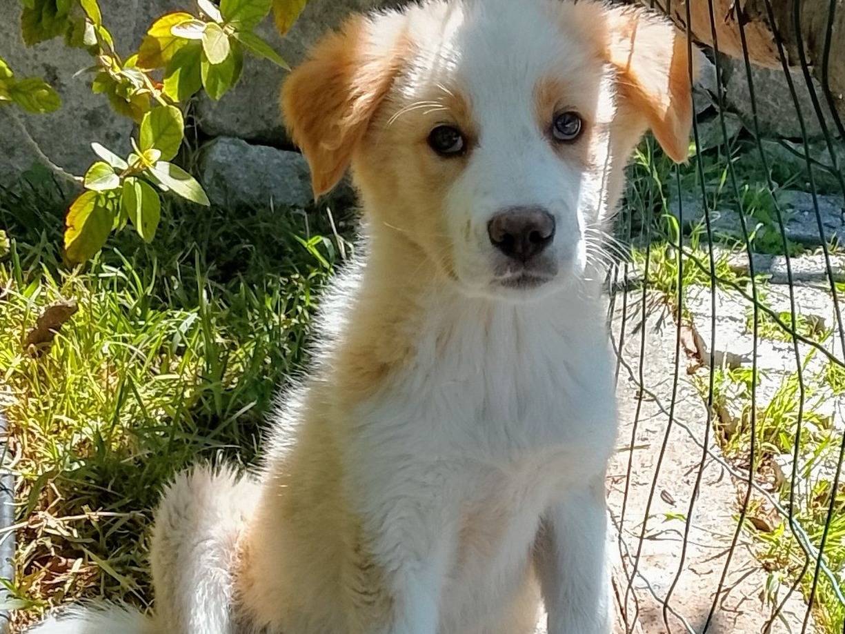 Adozione cane, maschio, Razza sconosciuta Razza sconosciuta, 3 mesi, taglia grande, Siracusa