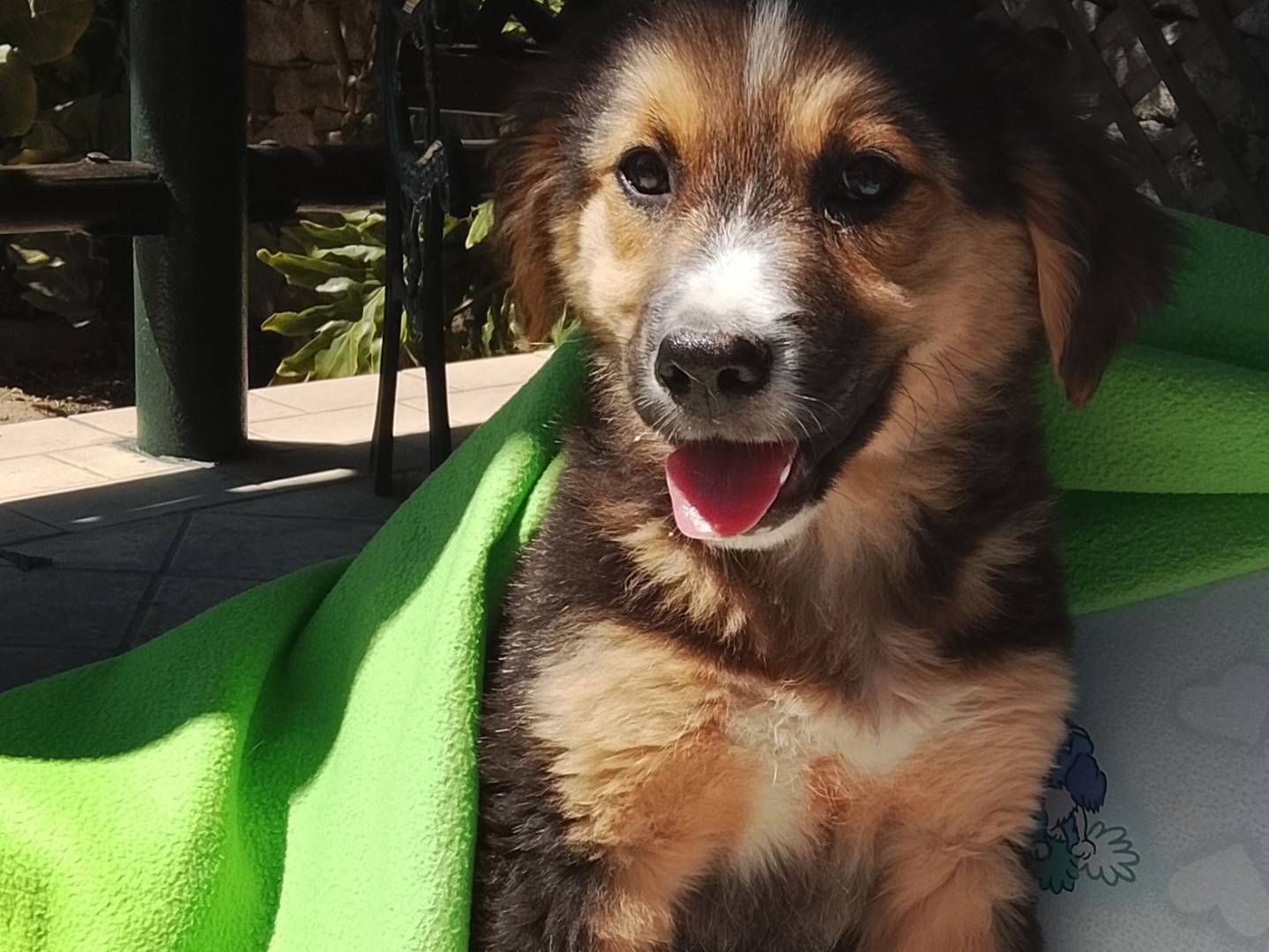 Adotta un cane, femmina, 3 mesi, Siracusa