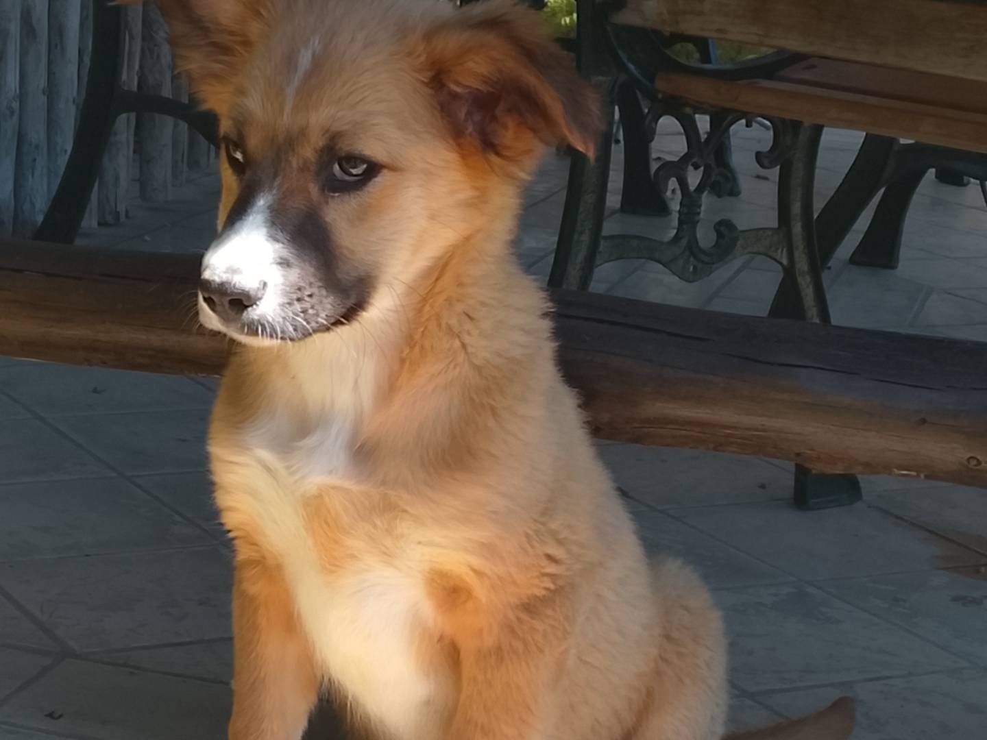 Adozione cane, femmina, Razza sconosciuta Razza sconosciuta, 3 mesi, taglia media, Siracusa