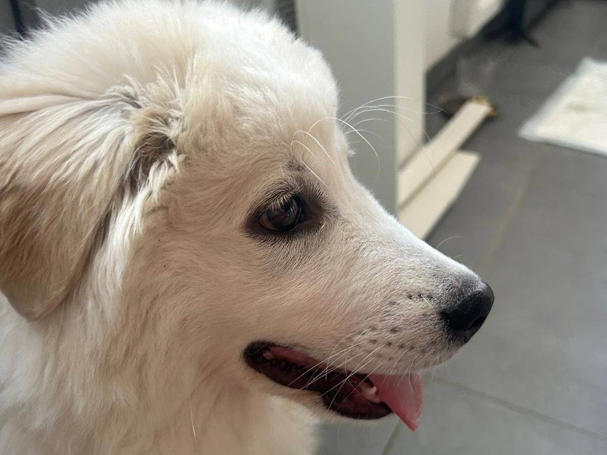 Adotta un cane, taglia media, maschio, Milano