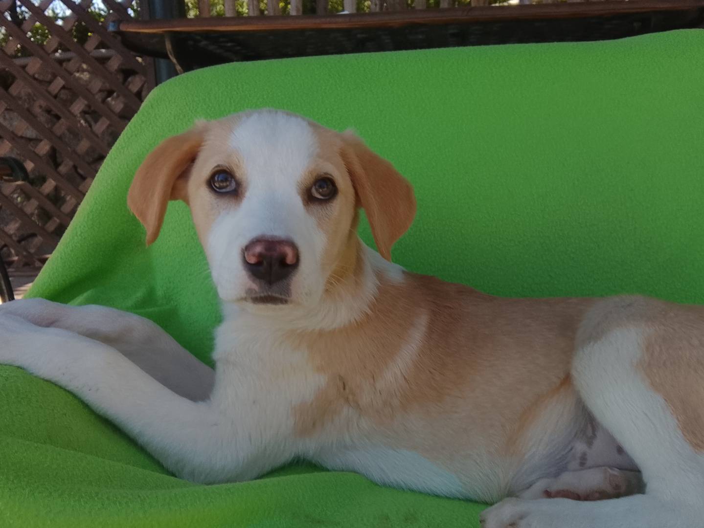 Adozione cane, femmina, Razza sconosciuta Razza sconosciuta, 3 mesi, taglia media, Siracusa