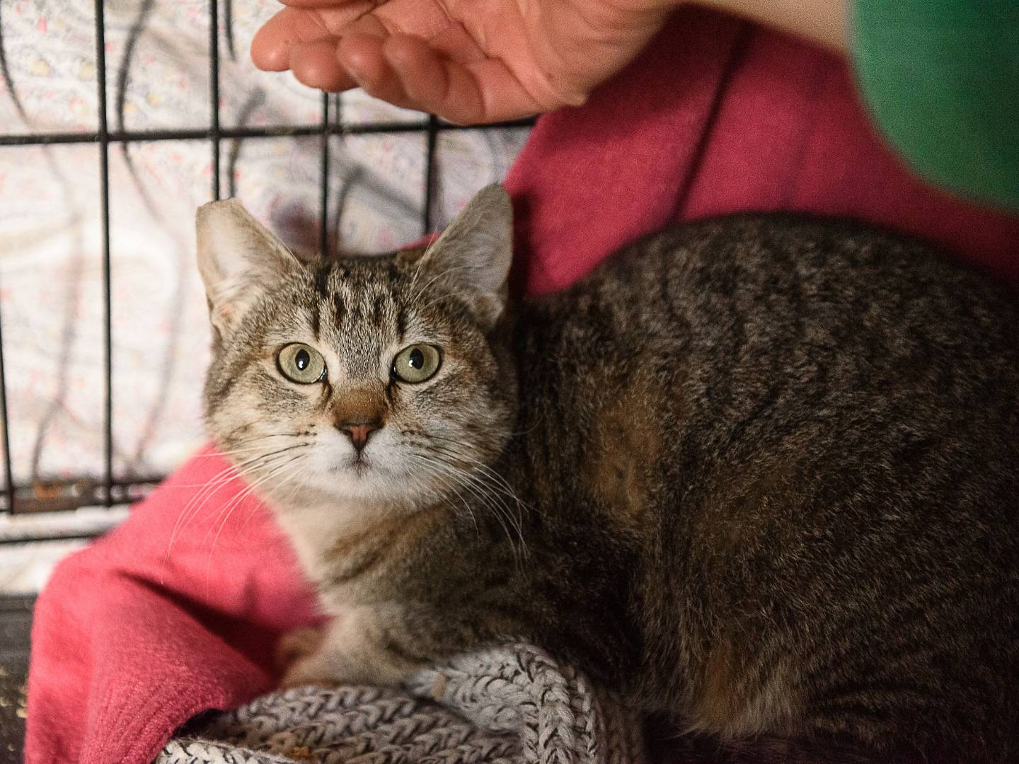 Adozione gatto, femmina, Razza sconosciuta Razza sconosciuta, 6 mesi, taglia non valida, Monza