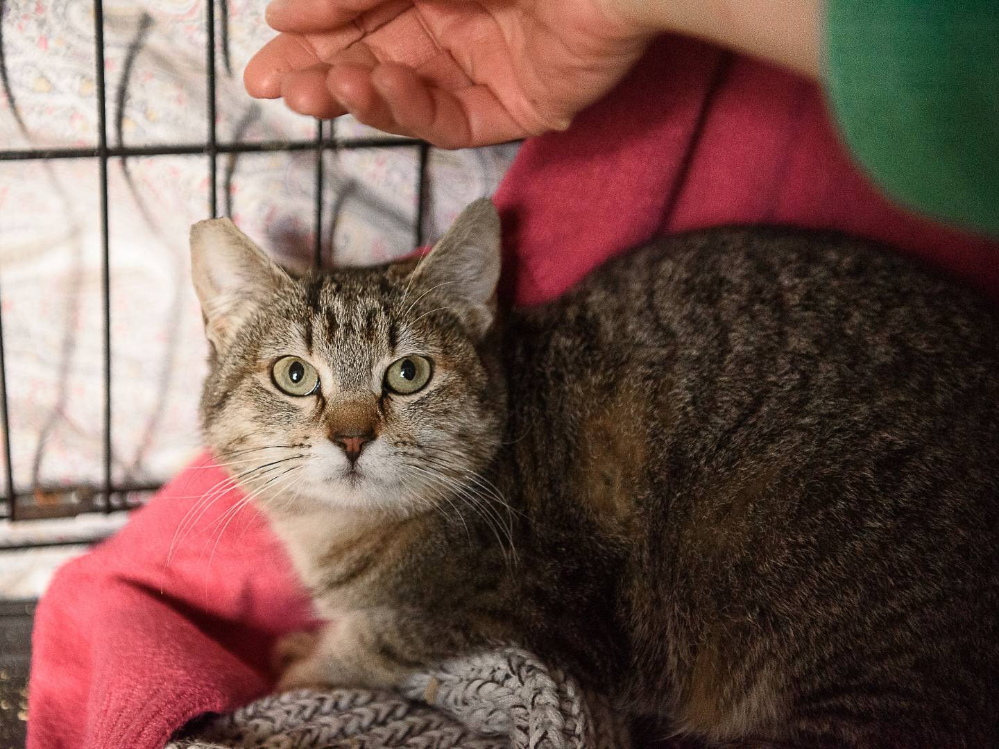 Adotta un gatto, femmina, 6 mesi, Monza