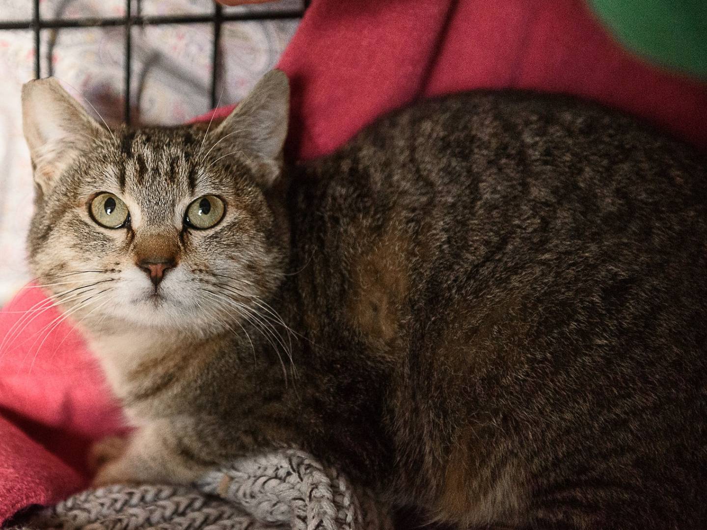 Adotta un gatto, taglia non valida, femmina, Monza