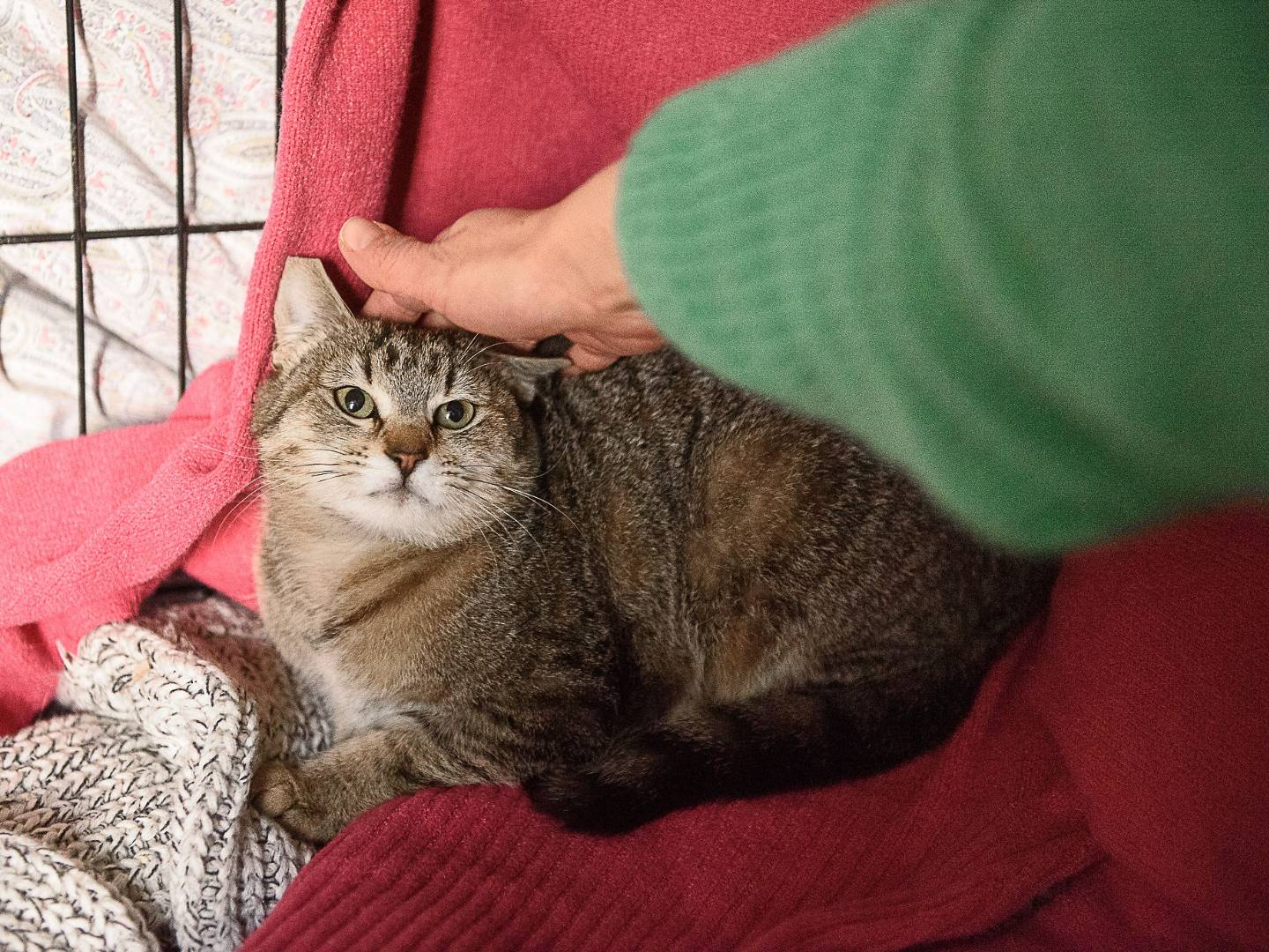 Vuoi adottare un gatto a Monza?