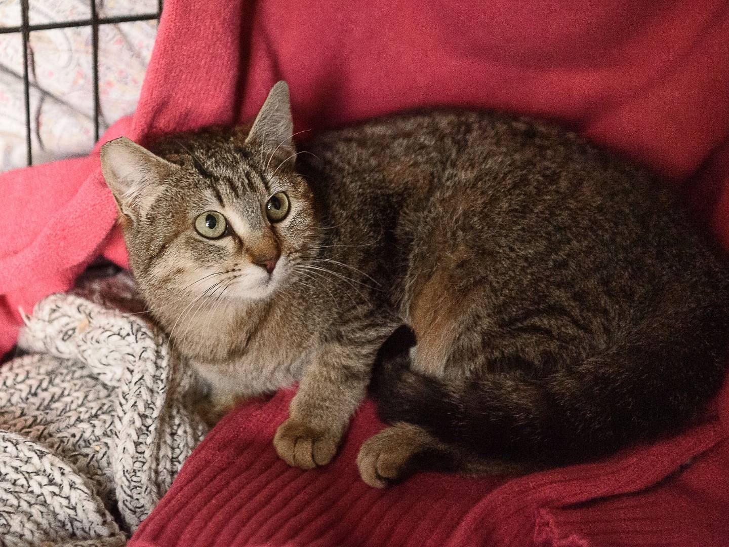 Adotta il gatto Lince a Monza