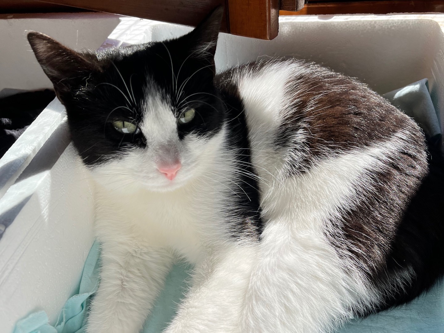 Adotta un gatto, taglia non valida, maschio, Padova