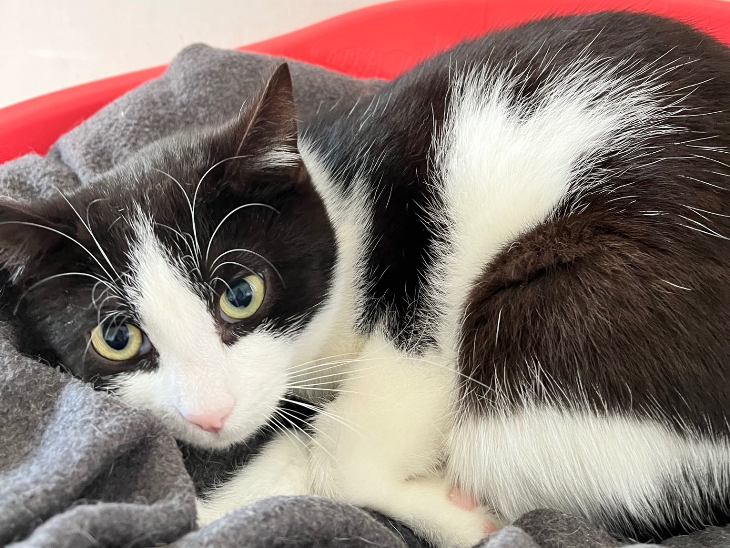 Vuoi adottare un gatto a Padova?