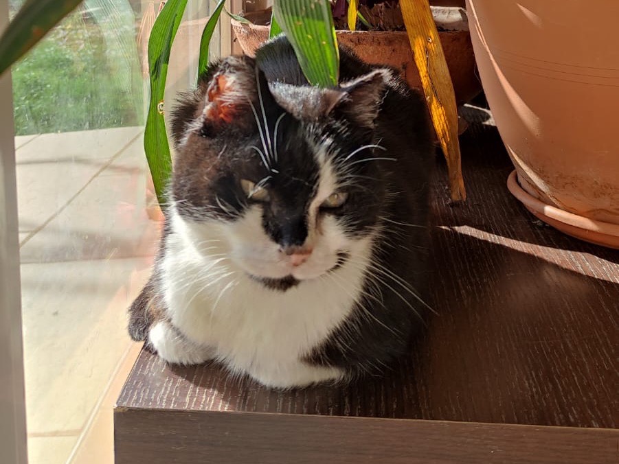 Adotta il gatto Zigulì a Venezia