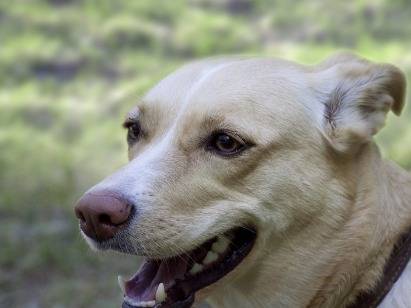 Adozione cane, maschio, Razza sconosciuta Razza sconosciuta, 2 anni e 9 mesi, taglia piccola, Bari