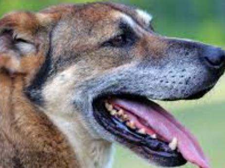 Adozione cane, maschio, Razza sconosciuta Razza sconosciuta, 4 anni e 9 mesi, taglia piccola, Barletta