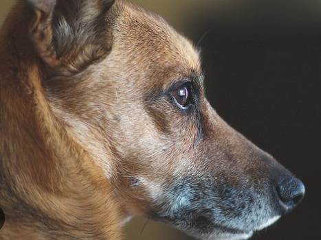 Adozione cane, maschio, Razza sconosciuta Razza sconosciuta, 5 anni e 10 mesi, taglia media contenuta, Bari