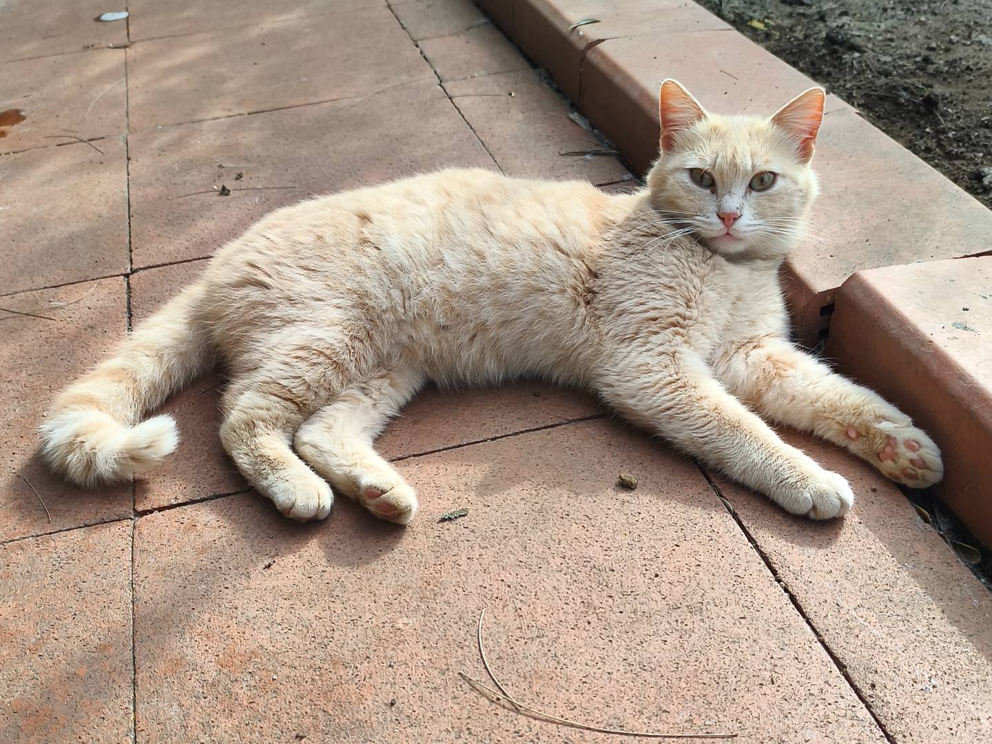 Adozione gatto, maschio, Razza sconosciuta Razza sconosciuta, 5 mesi, taglia non valida, Messina