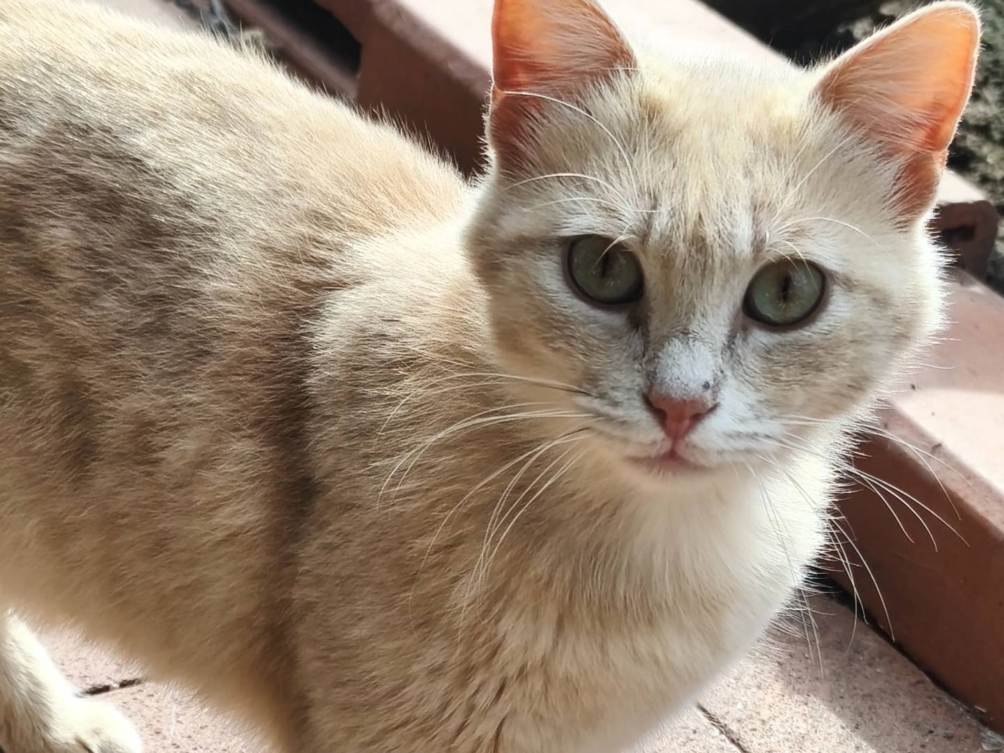 Adotta un gatto, maschio, 5 mesi, Messina