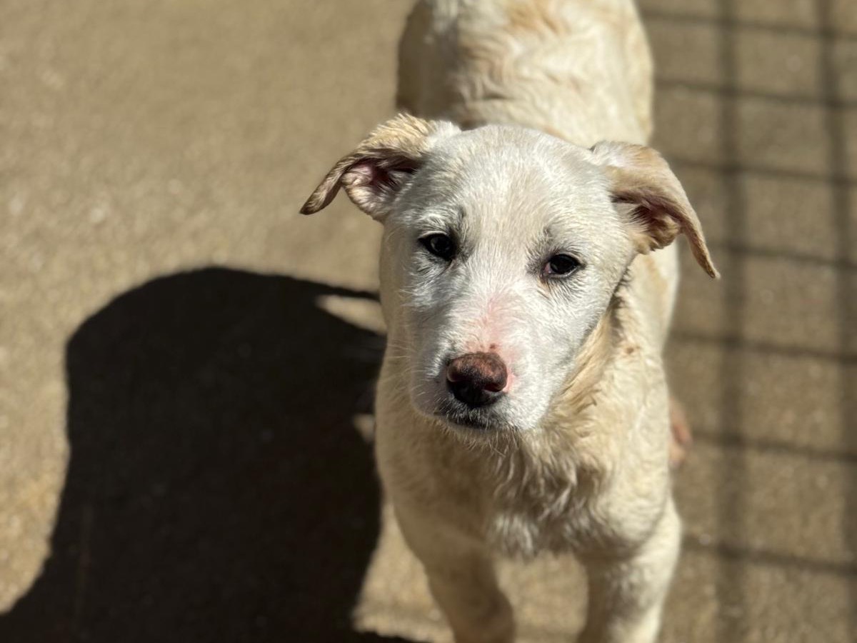 Adozione cane, femmina, Razza sconosciuta Razza sconosciuta, 3 mesi, taglia grande, Salerno