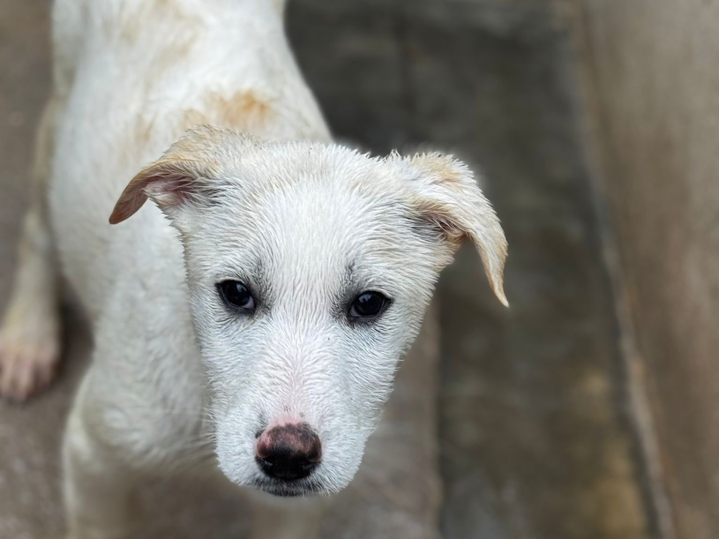 Adotta un cane, femmina, 3 mesi, Salerno