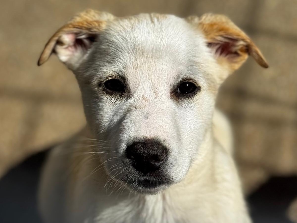 Adozione cane, maschio, Razza sconosciuta Razza sconosciuta, 4 mesi, taglia grande, Salerno
