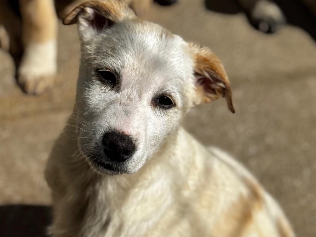 Adotta un cane, maschio, 4 mesi, Salerno