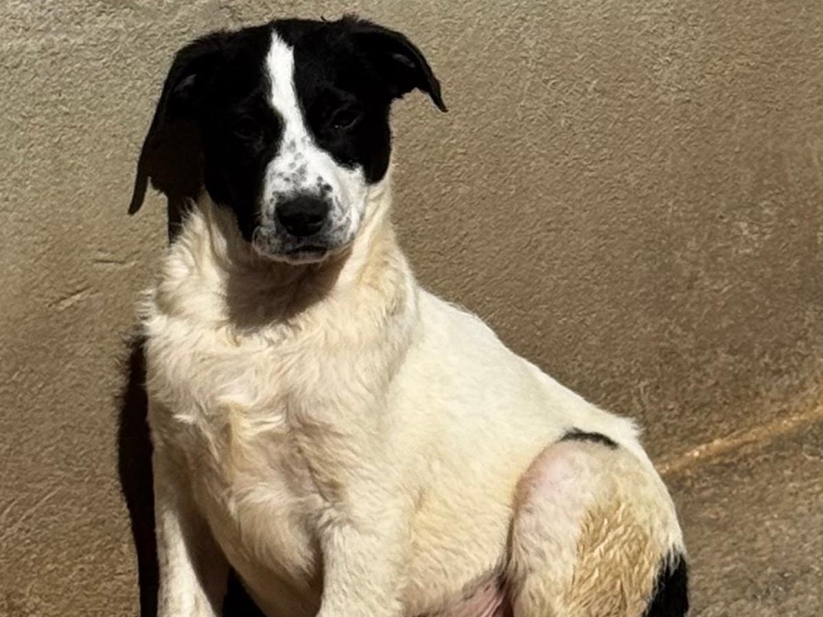 Adozione cane, maschio, Razza sconosciuta Razza sconosciuta, 4 mesi, taglia grande, Salerno