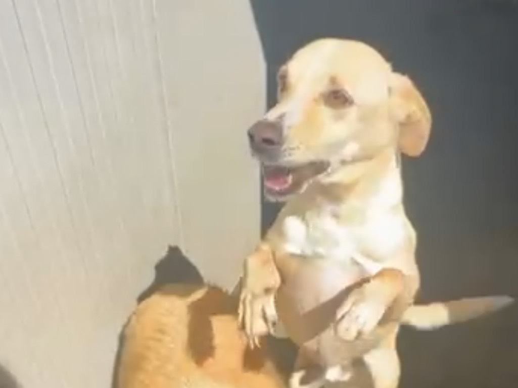 Adozione cane, maschio, Razza sconosciuta Razza sconosciuta, 8 anni e 3 mesi, taglia media contenuta, Latina