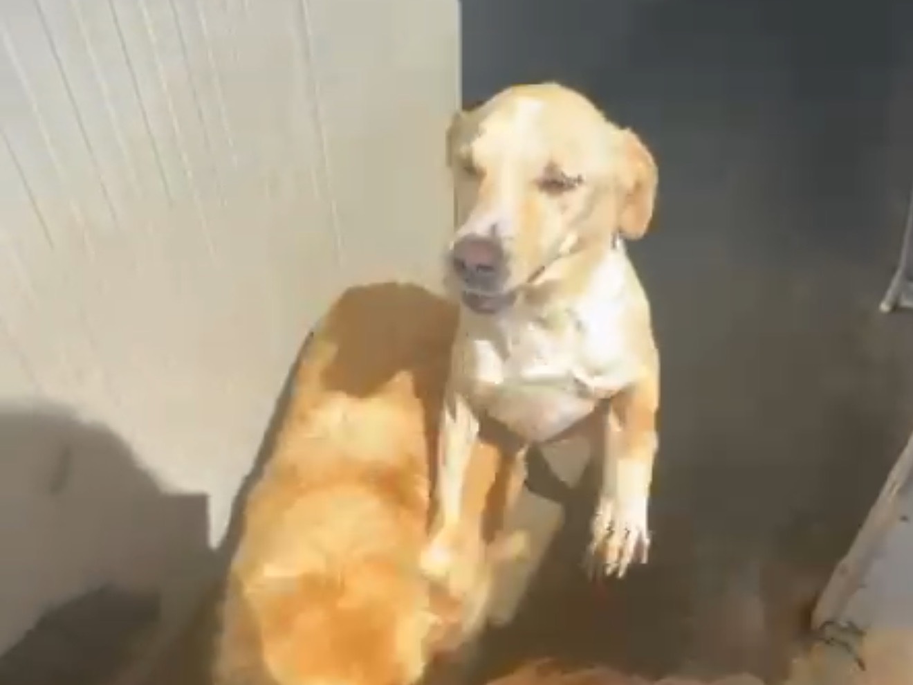 Adotta un cane, maschio, 8 anni e 3 mesi, Latina