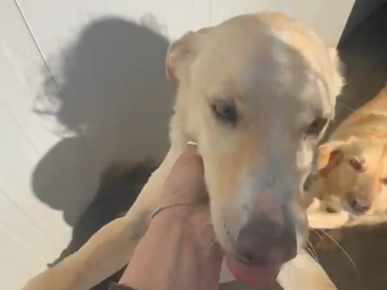 Adotta un cane, taglia media contenuta, maschio, Latina