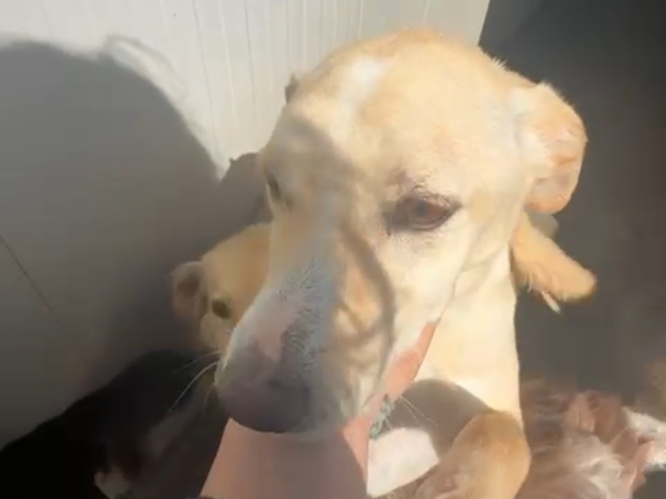 Vuoi adottare un cane a Latina?