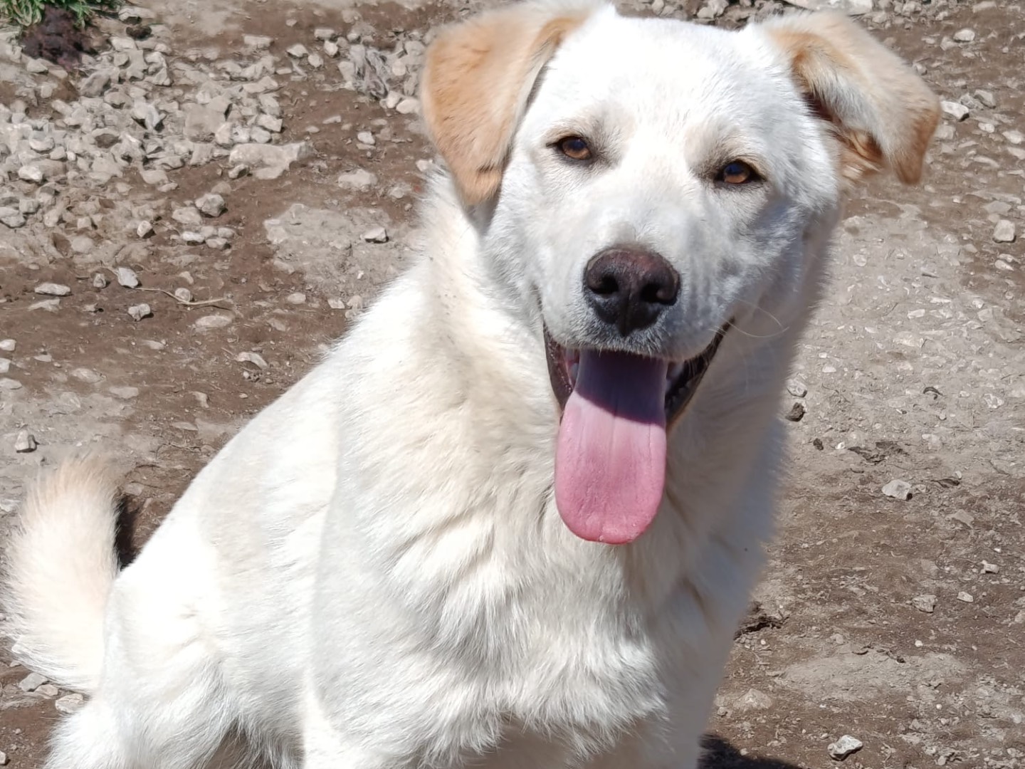 Adozione cane, maschio, Razza sconosciuta Razza sconosciuta, 3 mesi, taglia media, Avellino