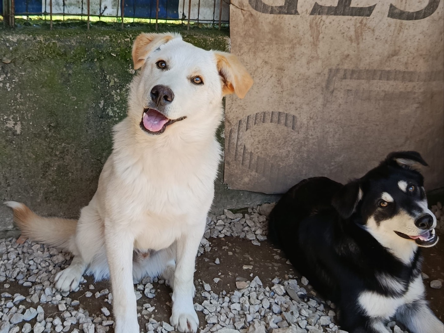 Adotta un cane, taglia media, maschio, Avellino