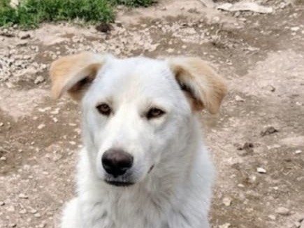 Vuoi adottare un cane a Avellino?