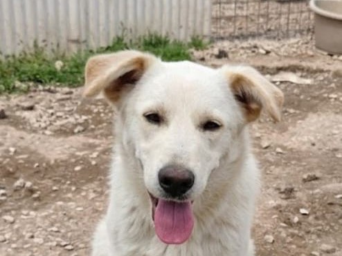 Adotta il cane Spillo a Avellino